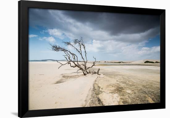 A Dead Tree on the Sand Dune Near the Beach in Jericoacoara, Brazil-Alex Saberi-Framed Photographic Print