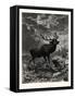 A Deer; after Specht-null-Framed Stretched Canvas
