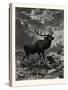 A Deer; after Specht-null-Stretched Canvas