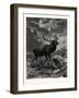 A Deer; after Specht-null-Framed Giclee Print