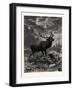 A Deer; after Specht-null-Framed Giclee Print