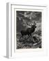 A Deer; after Specht-null-Framed Giclee Print