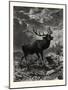 A Deer; after Specht-null-Mounted Giclee Print