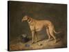 A Deerhound in a Stable Interior, 1817-Henry Thomas Alken-Stretched Canvas