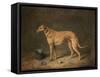 A Deerhound in a Stable Interior, 1817-Henry Thomas Alken-Framed Stretched Canvas