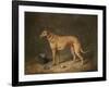 A Deerhound in a Stable Interior, 1817-Henry Thomas Alken-Framed Giclee Print