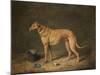 A Deerhound in a Stable Interior, 1817-Henry Thomas Alken-Mounted Giclee Print