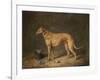 A Deerhound in a Stable Interior, 1817-Henry Thomas Alken-Framed Giclee Print