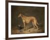 A Deerhound in a Stable Interior, 1817-Henry Thomas Alken-Framed Giclee Print