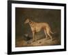 A Deerhound in a Stable Interior, 1817-Henry Thomas Alken-Framed Giclee Print