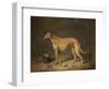 A Deerhound in a Stable Interior, 1817-Henry Thomas Alken-Framed Giclee Print