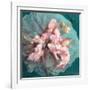 A Delicate Floral Montage from Blooming Orchids and Rose-Alaya Gadeh-Framed Photographic Print