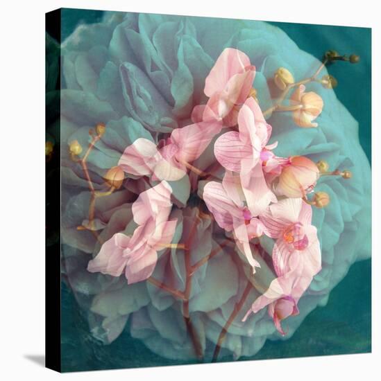 A Delicate Floral Montage from Blooming Orchids and Rose-Alaya Gadeh-Stretched Canvas