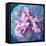 A Delicate Floral Montage from Blooming Orchids and Rose-Alaya Gadeh-Framed Stretched Canvas