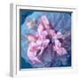 A Delicate Floral Montage from Blooming Orchids and Rose-Alaya Gadeh-Framed Photographic Print