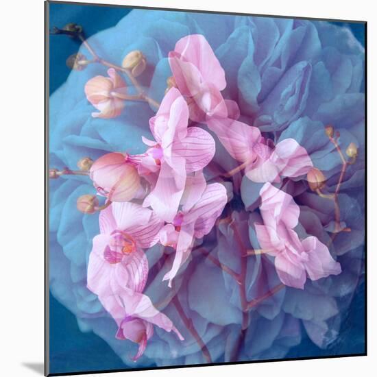 A Delicate Floral Montage from Blooming Orchids and Rose-Alaya Gadeh-Mounted Photographic Print