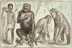 Evolution of Man from Mammals, from "La Creation Naturelle Et Les Etres Vivants"-A. Demarle-Mounted Giclee Print