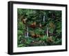 A Den of Lions-Betty Lou-Framed Giclee Print