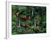 A Den of Lions-Betty Lou-Framed Giclee Print