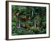 A Den of Lions-Betty Lou-Framed Giclee Print