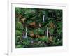 A Den of Lions-Betty Lou-Framed Giclee Print