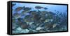 A Dense School of Yellowmask Surgeonfish, Indonesia-Stocktrek Images-Framed Stretched Canvas