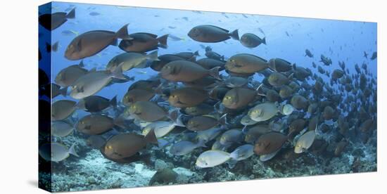 A Dense School of Yellowmask Surgeonfish, Indonesia-Stocktrek Images-Stretched Canvas