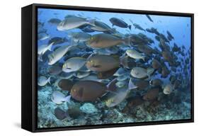 A Dense School of Yellowmask Surgeonfish, Indonesia-Stocktrek Images-Framed Stretched Canvas