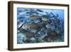 A Dense School of Yellowmask Surgeonfish, Indonesia-Stocktrek Images-Framed Photographic Print