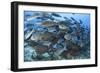 A Dense School of Yellowmask Surgeonfish, Indonesia-Stocktrek Images-Framed Photographic Print