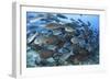 A Dense School of Yellowmask Surgeonfish, Indonesia-Stocktrek Images-Framed Photographic Print