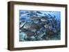 A Dense School of Yellowmask Surgeonfish, Indonesia-Stocktrek Images-Framed Photographic Print