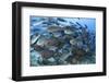 A Dense School of Yellowmask Surgeonfish, Indonesia-Stocktrek Images-Framed Photographic Print