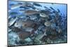 A Dense School of Yellowmask Surgeonfish, Indonesia-Stocktrek Images-Mounted Photographic Print