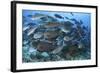 A Dense School of Yellowmask Surgeonfish, Indonesia-Stocktrek Images-Framed Photographic Print