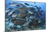 A Dense School of Yellowmask Surgeonfish, Indonesia-Stocktrek Images-Mounted Photographic Print