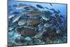 A Dense School of Yellowmask Surgeonfish, Indonesia-Stocktrek Images-Mounted Photographic Print