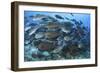 A Dense School of Yellowmask Surgeonfish, Indonesia-Stocktrek Images-Framed Photographic Print