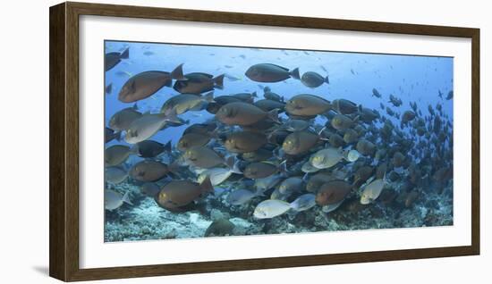 A Dense School of Yellowmask Surgeonfish, Indonesia-Stocktrek Images-Framed Photographic Print