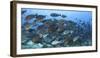 A Dense School of Yellowmask Surgeonfish, Indonesia-Stocktrek Images-Framed Photographic Print