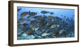 A Dense School of Yellowmask Surgeonfish, Indonesia-Stocktrek Images-Framed Photographic Print