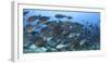 A Dense School of Yellowmask Surgeonfish, Indonesia-Stocktrek Images-Framed Photographic Print