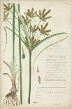 Descubes Botanical Grass II-A. Descubes-Art Print