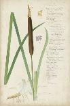 Descubes Botanical Grass I-A. Descubes-Art Print