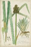 Descubes Botanical Grass II-A. Descubes-Art Print