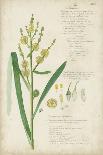 Descubes Botanical Grass I-A. Descubes-Art Print