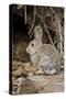 A Desert Cottontail in the Truckee River Valley, Nevada-Neil Losin-Stretched Canvas