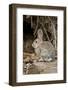 A Desert Cottontail in the Truckee River Valley, Nevada-Neil Losin-Framed Photographic Print