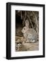 A Desert Cottontail in the Truckee River Valley, Nevada-Neil Losin-Framed Photographic Print