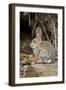 A Desert Cottontail in the Truckee River Valley, Nevada-Neil Losin-Framed Photographic Print